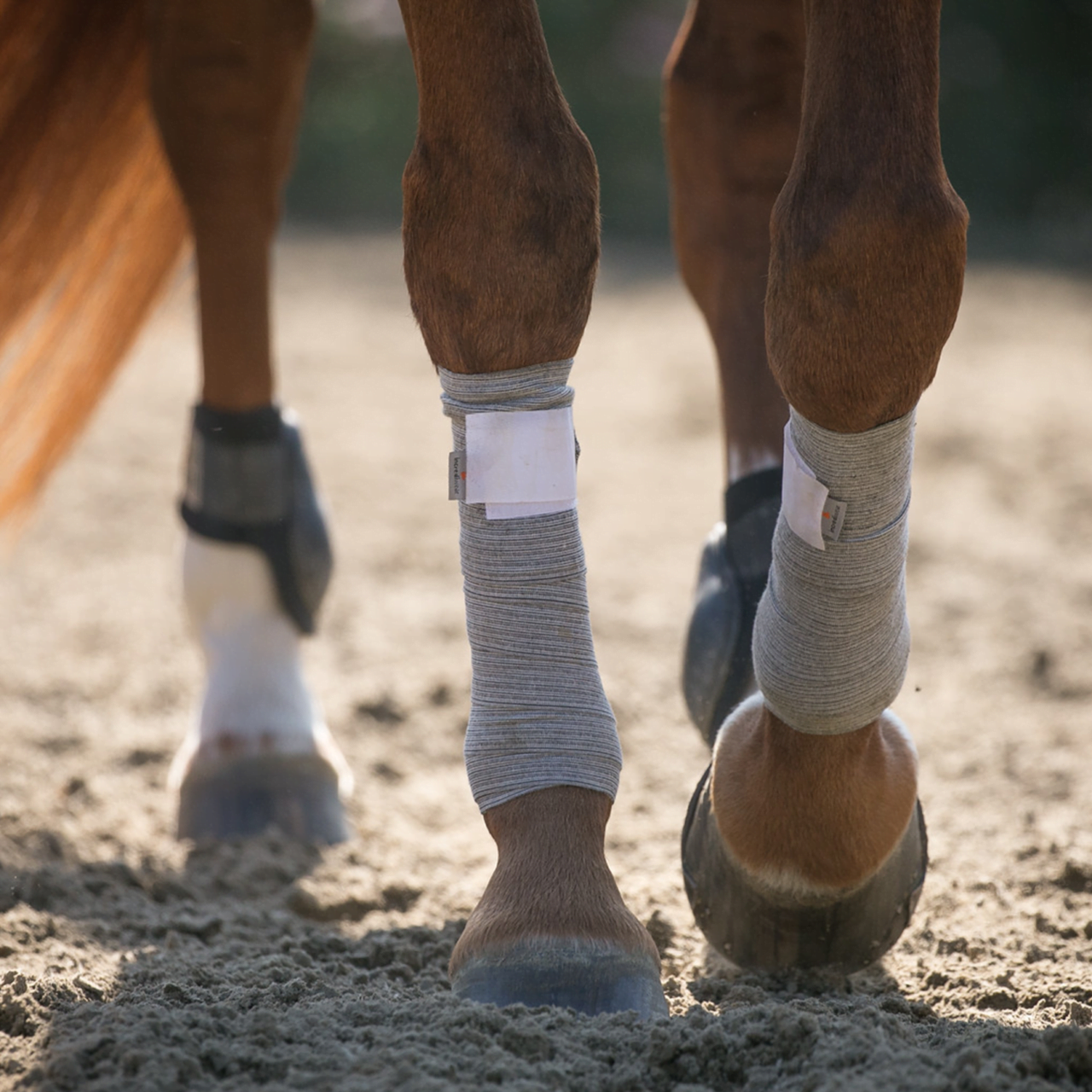 Equine sales leg wraps